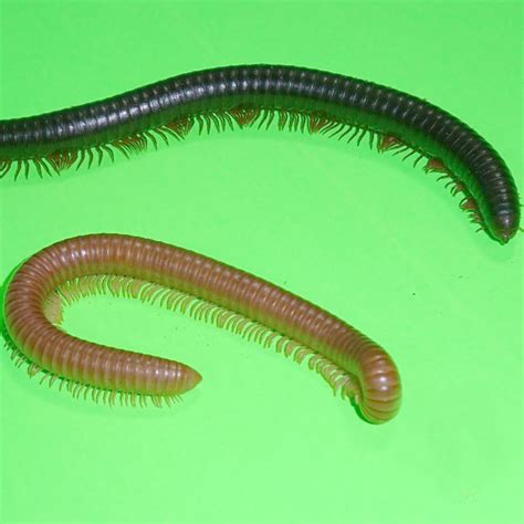 Texas Slender Millipede Adult