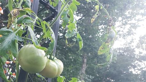 Late Summer Tomato Help Pruning Andor Removing Plants In The Garden