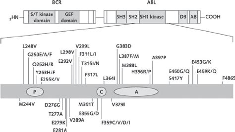 Schematic representation of the BCR-ABL kinase domain associated with ...