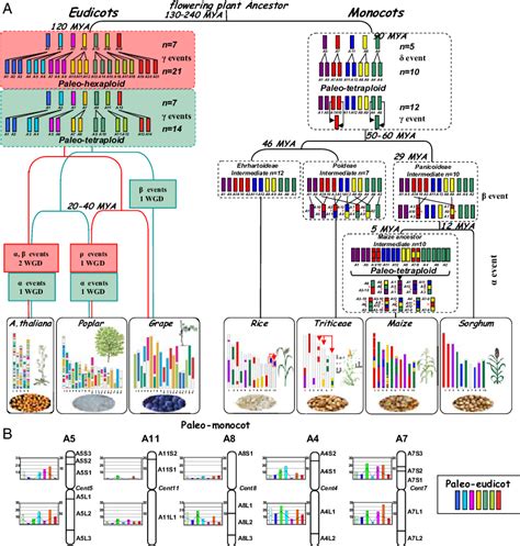 Angiosperm Evolutionary Models A Schematic Representation Of The Download Scientific Diagram