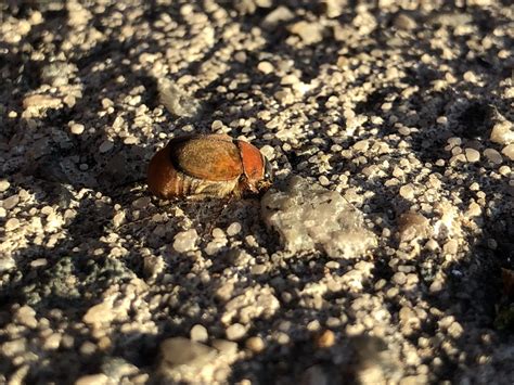 Water Rove Scarab Long Horned Leaf And Snout Beetles From