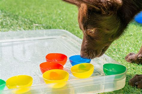 Zelf Denkspellen Maken Voor Je Hond Diy Idee N Hondtrainen Nl