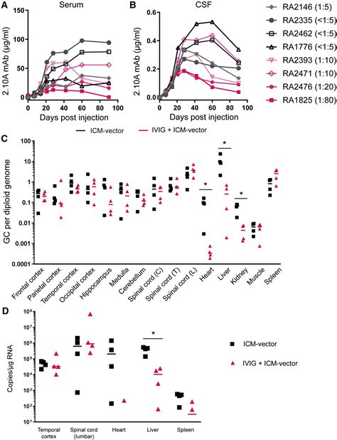 Intravenous Immunoglobulin Prevents Peripheral Liver Transduction Of