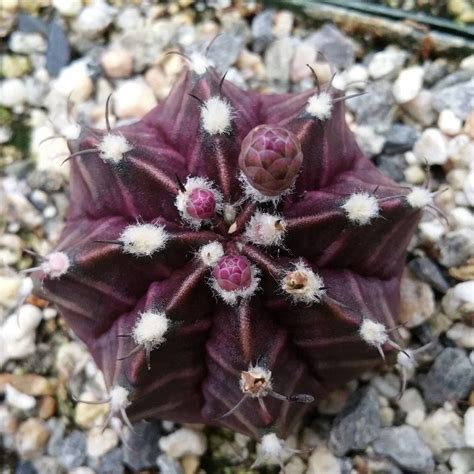 Gymnocalycium Niska Cena Na Allegro Pl