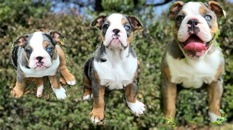 Olde English Bulldog Growing Up From 8 Weeks To 4 Months 🐶 Youtube