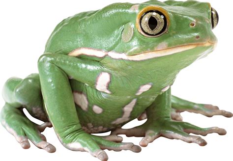 Green Frog transparent PNG - StickPNG