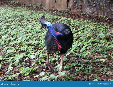 Cassowary bird stock photo. Image of blue, portrait - 131465060