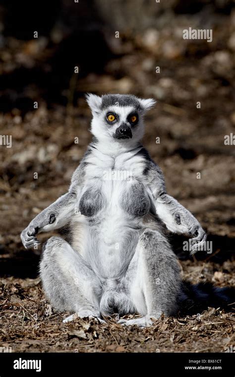 Ring Tailed Lemur Sunbathing