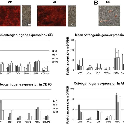 Osteogenic And Adipogenic Differentiation Of Cb Mscs And Af Mscs A