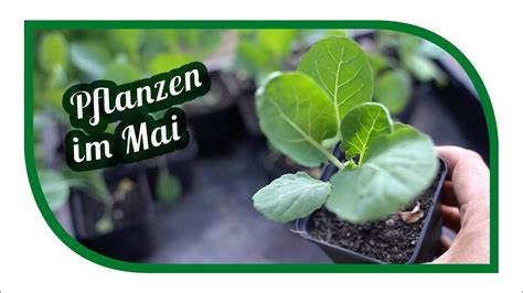 Pflanzen Im Mai Was Wird Im Mai Alles Gepflanzt Im