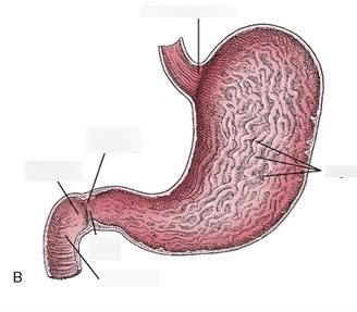 Section of the Stomach Showing Rugae Diagram | Quizlet