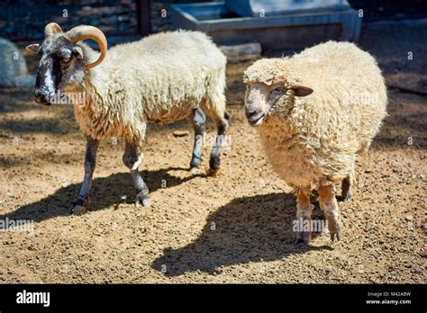 Sheep Standing In The Corral On A Farm With A Ram Behind Stock Photo