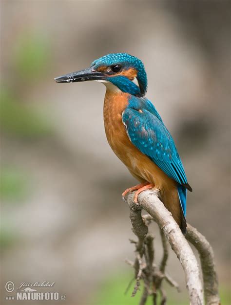 Alcedo Atthis Pictures Common Kingfisher Images Nature Wildlife