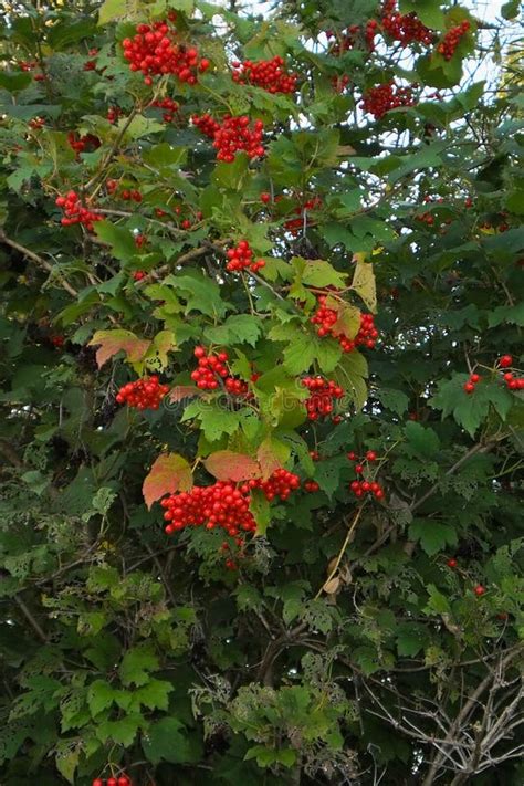 Arbusto Del Viburnum Con Los Manojos De Bayas Rojas De Arbusto O De