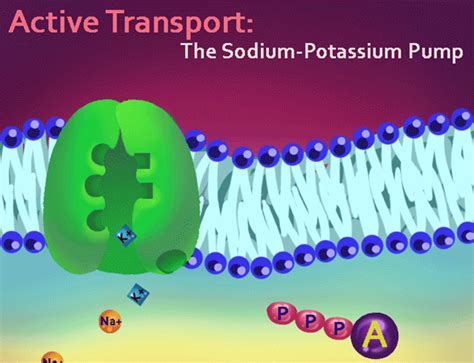 Passive Transport