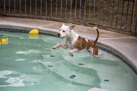 All About Our Pets: Swimming Pool Safety Covers For Dogs