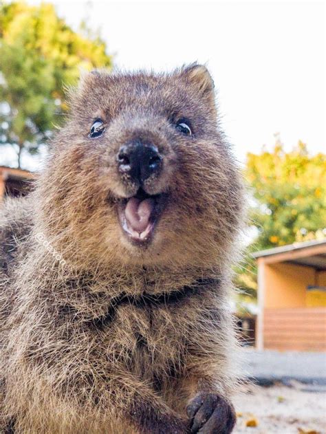 https://wombatandfriends.com/ Happy Animals, Cute Funny Animals ...