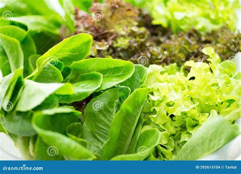 Hydroponic Vegetable Leaves Stock Photo - Image of flower, fruit: 292613104