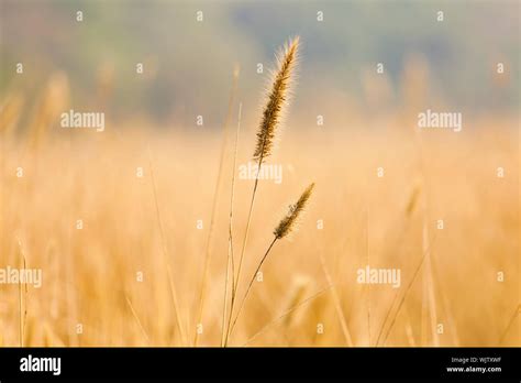 Wheat field background Stock Photo - Alamy