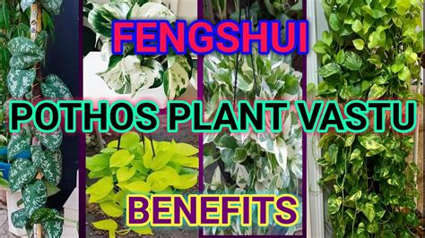 Pothos Plant Benefits Money Plant Amazing Benefits Youtube