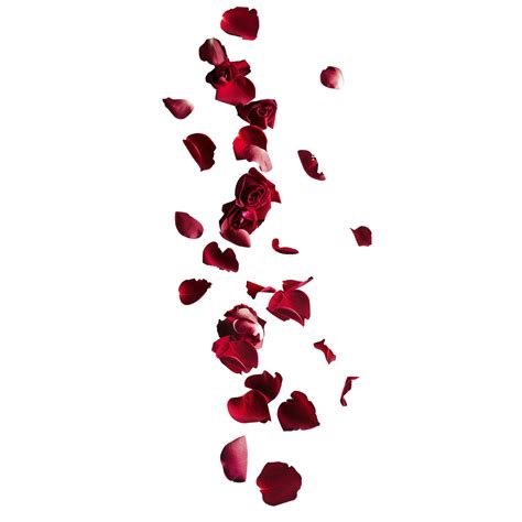 A Minimalist Composition Featuring A Scattering Of Velvety Rose Petals