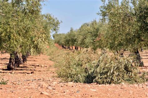 Cosa Fare Con I Residui Della Potatura D Olivo Vivaio Navarro Piras