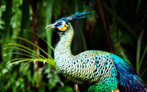 Green Peafowl - Breed Profile & Facts - LearnPoultry