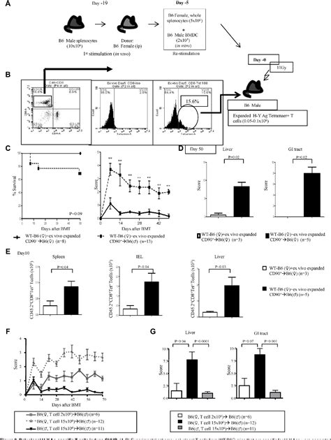 Figure 3 From Induction Of Acute GVHD By Sex Mismatched H Y Antigens In