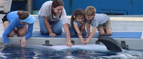 Discover Dolphins - Gulfarium Marine Adventure Park