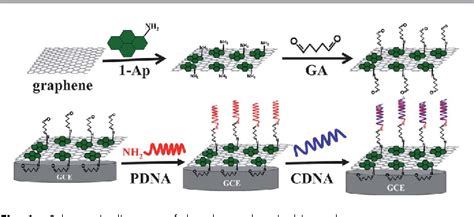 Figure 1 From Label Free Electrochemical Impedance Genosensor Based On