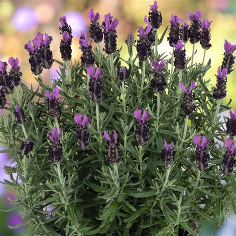 Lavender Garden Express Australia S Largest Online Nursery