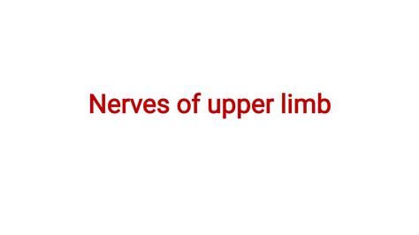 SOLUTION: Upper limb nerves of upper limb - Studypool