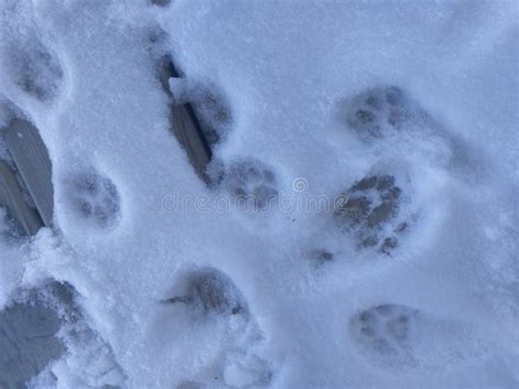 Cat tracks in snow. stock image. Image of goodbye, snow - 13385613