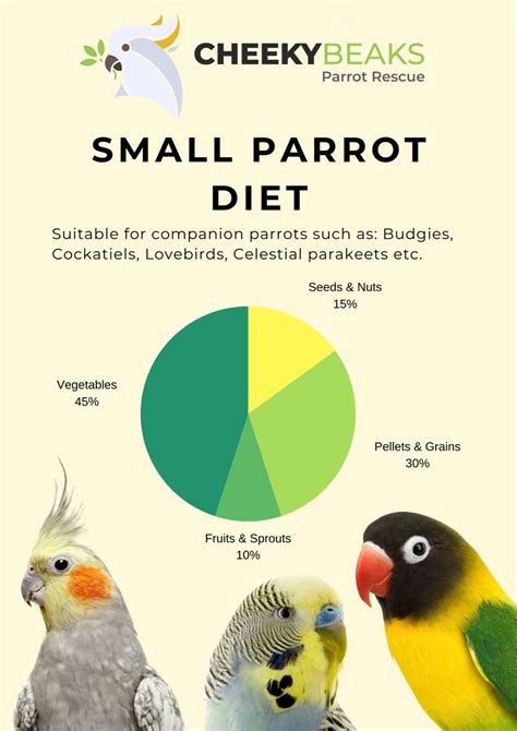 Recommended Feeding Guides For Parrots Willowlicious