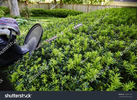 1,771 Yew hedge Images, Stock Photos & Vectors | Shutterstock