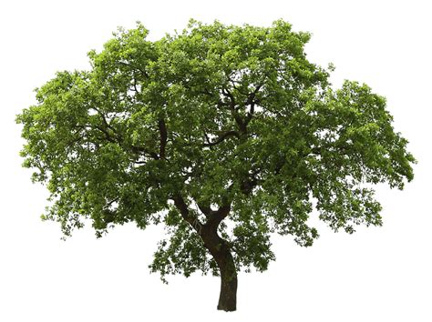 Baum Speichern PNG