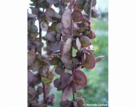 Seeds of red orach - Atriplex hortensis var rubra