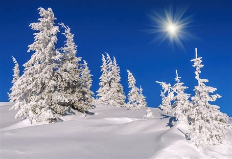 Cielo azul abetos nevados en las montañas Foto Premium