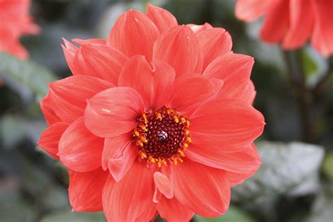 Una De Las Flores Más Bellas E Impactantes Del Mundo Flores Flor De Dalia Las Flores Mas Bellas