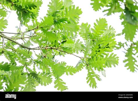 Hungarian Oak Quercus Frainetto France Orleans Orleans La Source