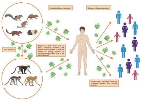 Life Free Full Text Monkeypox A New Challenge For Global Health