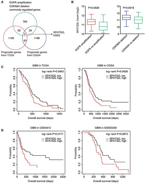 Frontiers Analysis Of The Egfr Amplification And Cdkn A Deletion