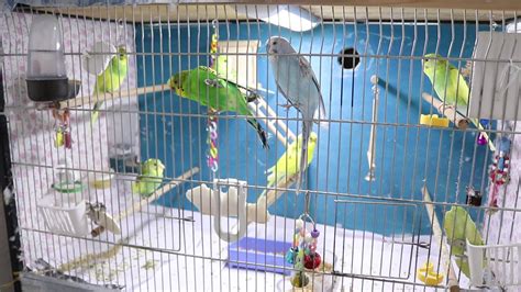 How To Get The Perfect Cage For Your Budgie Alen Axp