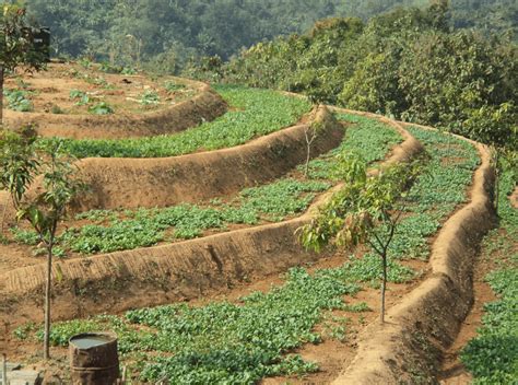 Soil Conservation Practices Applied By Srdi Bandarban Bangladesh