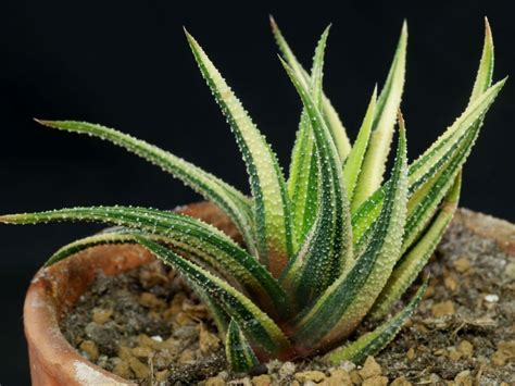 Haworthiopsis Attenuata Var Radula Variegata World Of Succulents