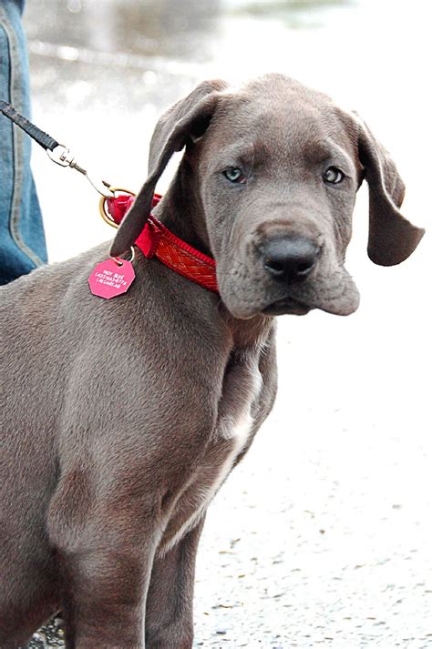 Blue Great Dane Rescue