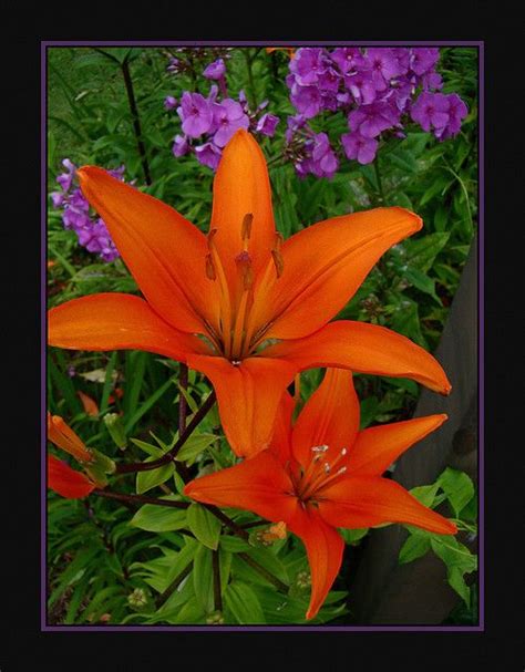 Lily S Hot Lily Flowers Plants