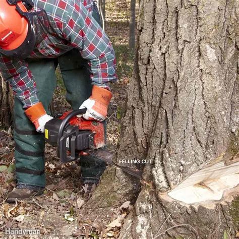 How to Cut Down a Tree Safely | Family Handyman