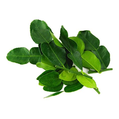 Kaffir Lime Leaves | Marketstall.lk