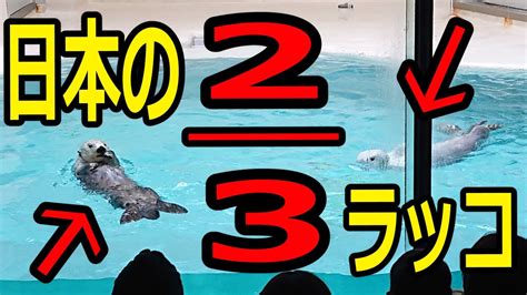 【鳥羽水族館】日本で3匹しか飼われていないラッコ、内2匹を一度に見ました【るーたお備忘録】 Youtube